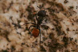 Image of Camponotus chilensis (Spinola 1851)