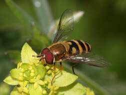 Image of Syrphus torvus Osten Sacken 1875