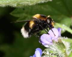 Image of bumblebee hoverfly