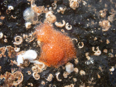 Image of Cellepora pumicosa (Pallas 1766)