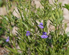 Слика од Stemodia florulenta W. R. Barker