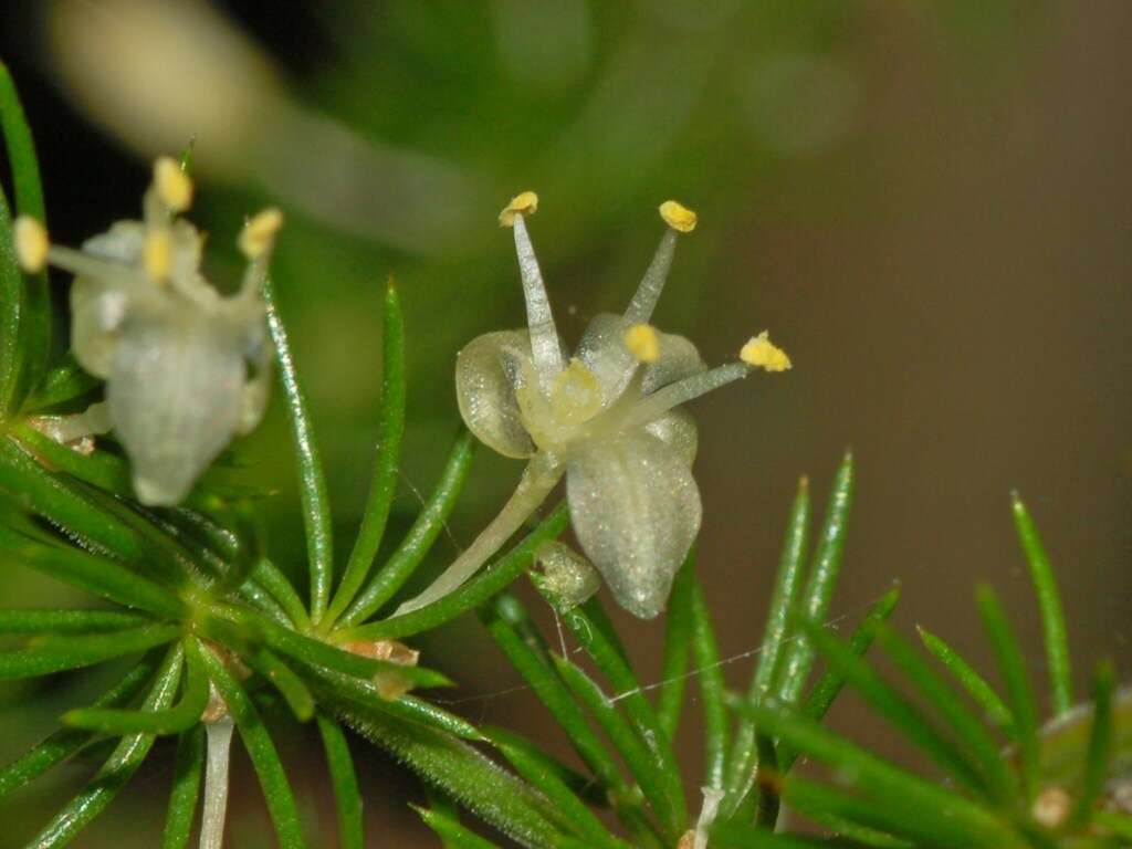 Image of Spiny Asparagus