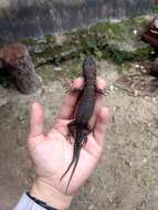 Image of Tropical night lizards