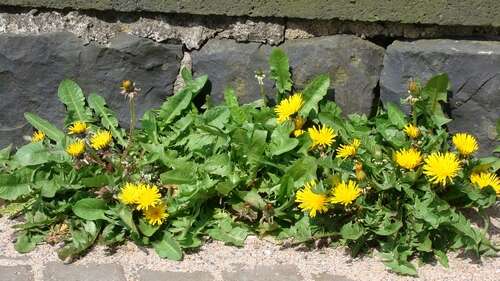 Image of Common Dandelion