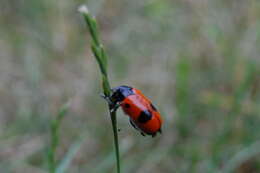 Image of Clytra laeviuscula