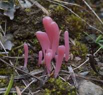 Image of Clavaria rosea Fr. 1821