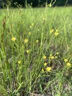 Image of Florida Yellow Flax