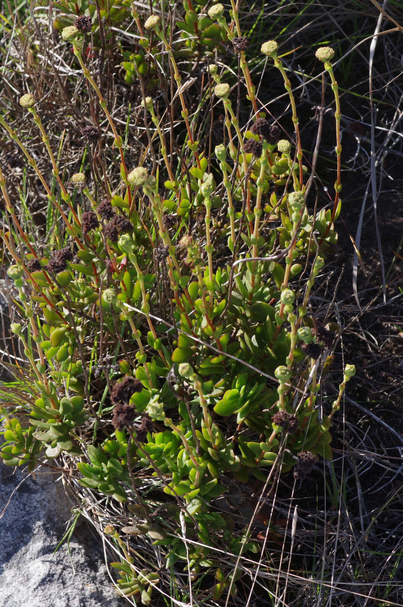 Image of Crassula latibracteata Tölken