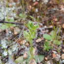 Слика од Pterostylis cycnocephala Fitzg.