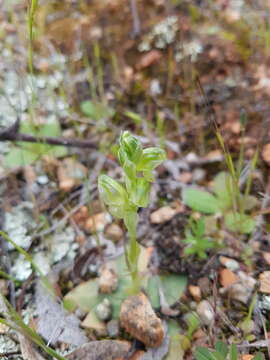 Слика од Pterostylis cycnocephala Fitzg.