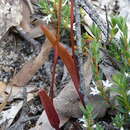Image of Flying duck orchid