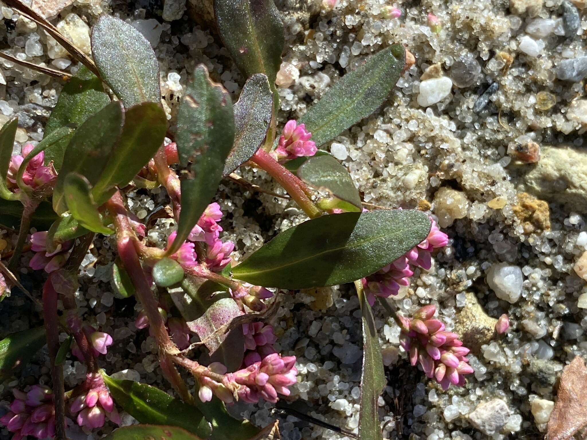 Image of Puritan Smartweed