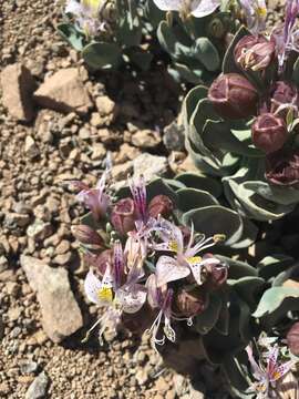 Image of Alstroemeria andina Phil.