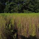 Image of Virginia Chain Fern