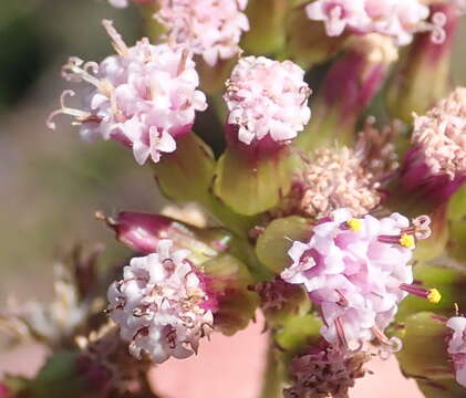 Image of Senecio agapetes C. Jeffrey