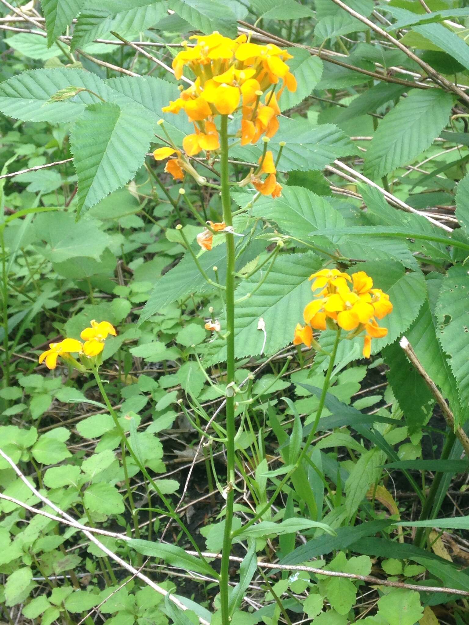 Image of Aegean wallflower