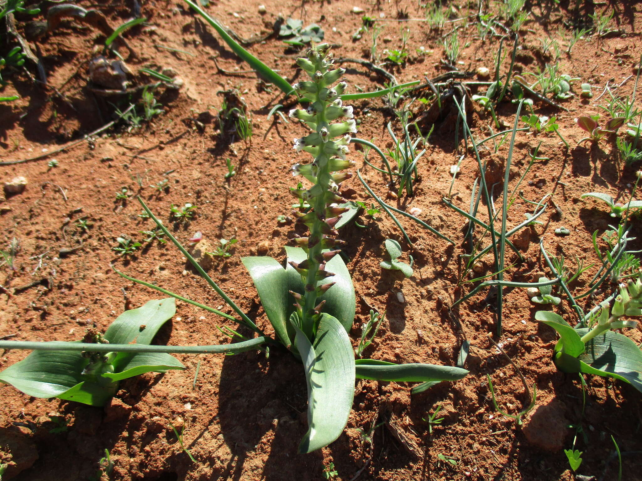 Image of Lachenalia undulata Masson ex Baker