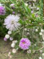 Image of Melaleuca nesophila F. Müll.