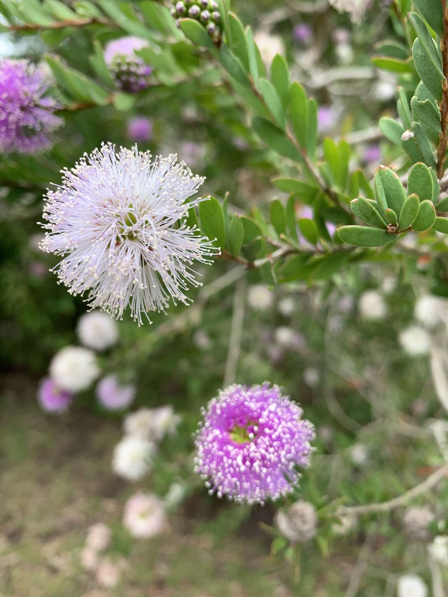 Image of Melaleuca nesophila F. Müll.