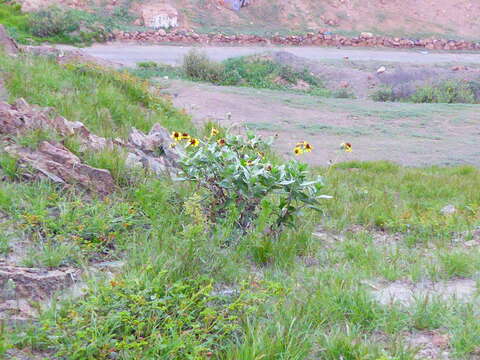 Image of Encelia canescens Lam.