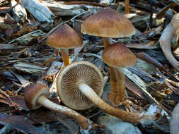 Pholiota communis (Cleland & Cheel) Grgur. 1997 resmi