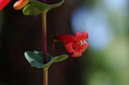 صورة Penstemon murrayanus Hook.