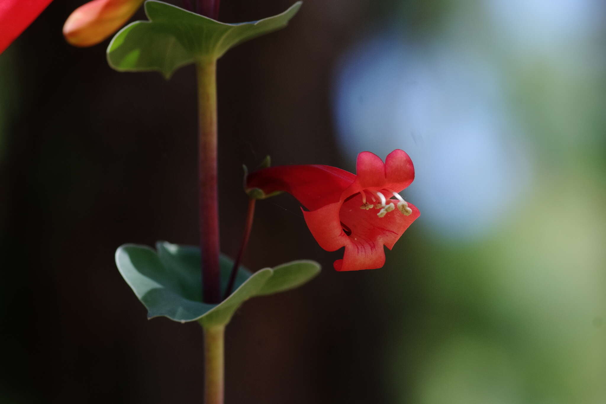 صورة Penstemon murrayanus Hook.