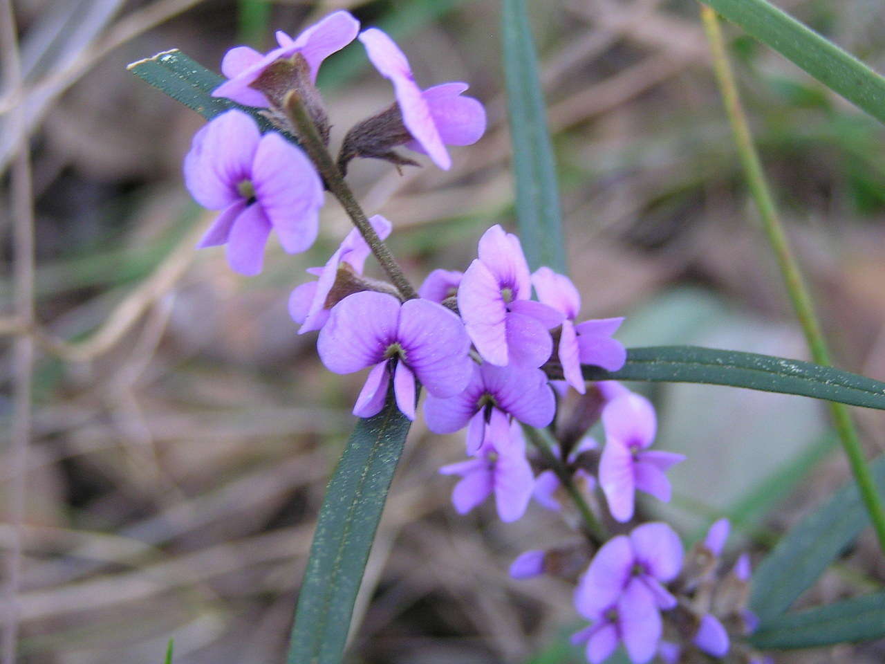 Image of Hovea heterophylla Hook. fil.