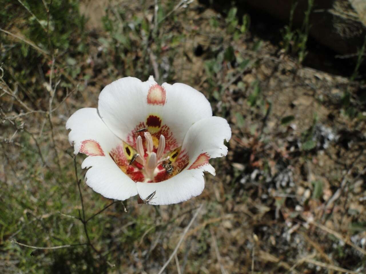 Image of butterfly mariposa lily