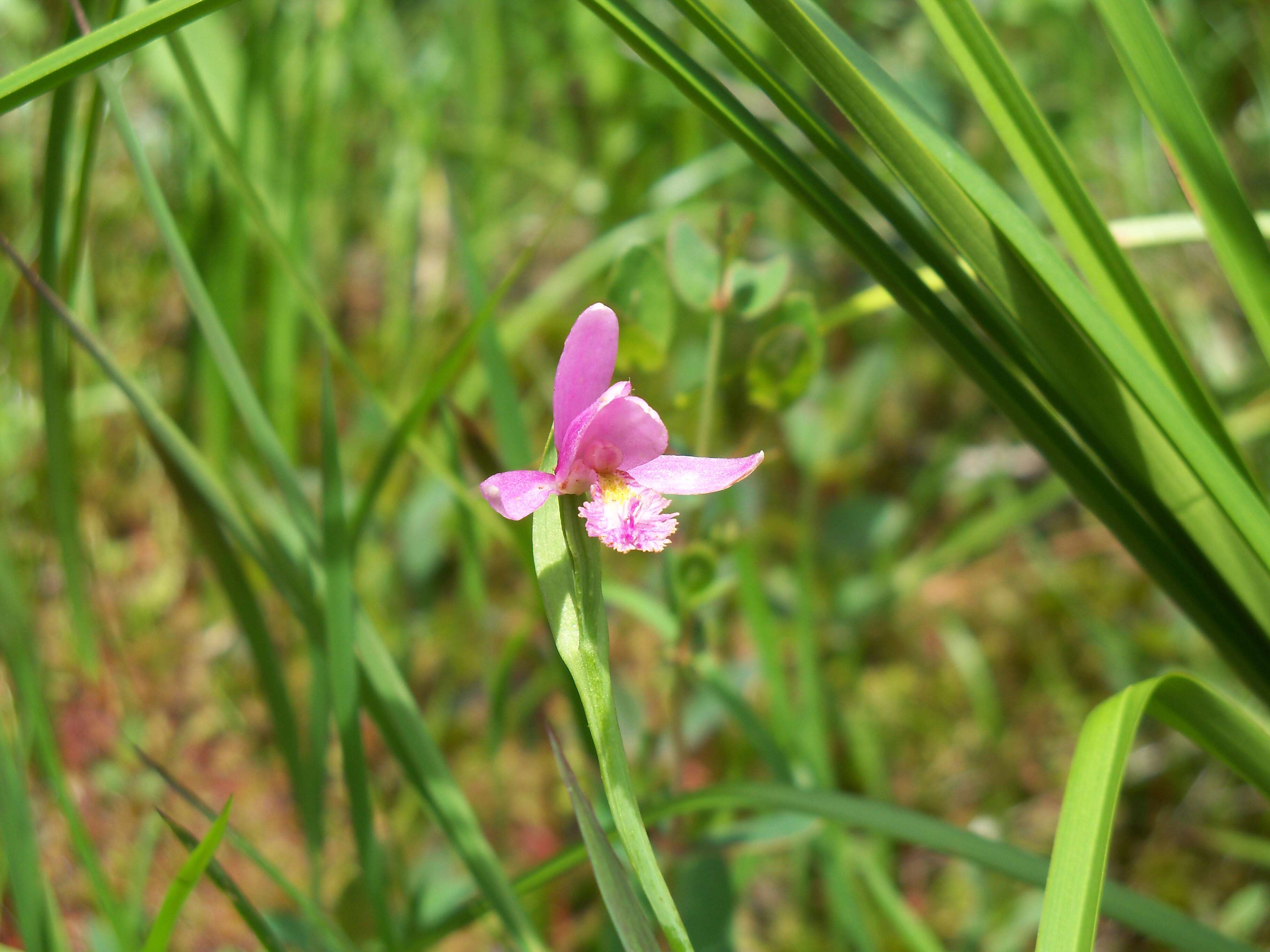 Image of snakemouth orchid