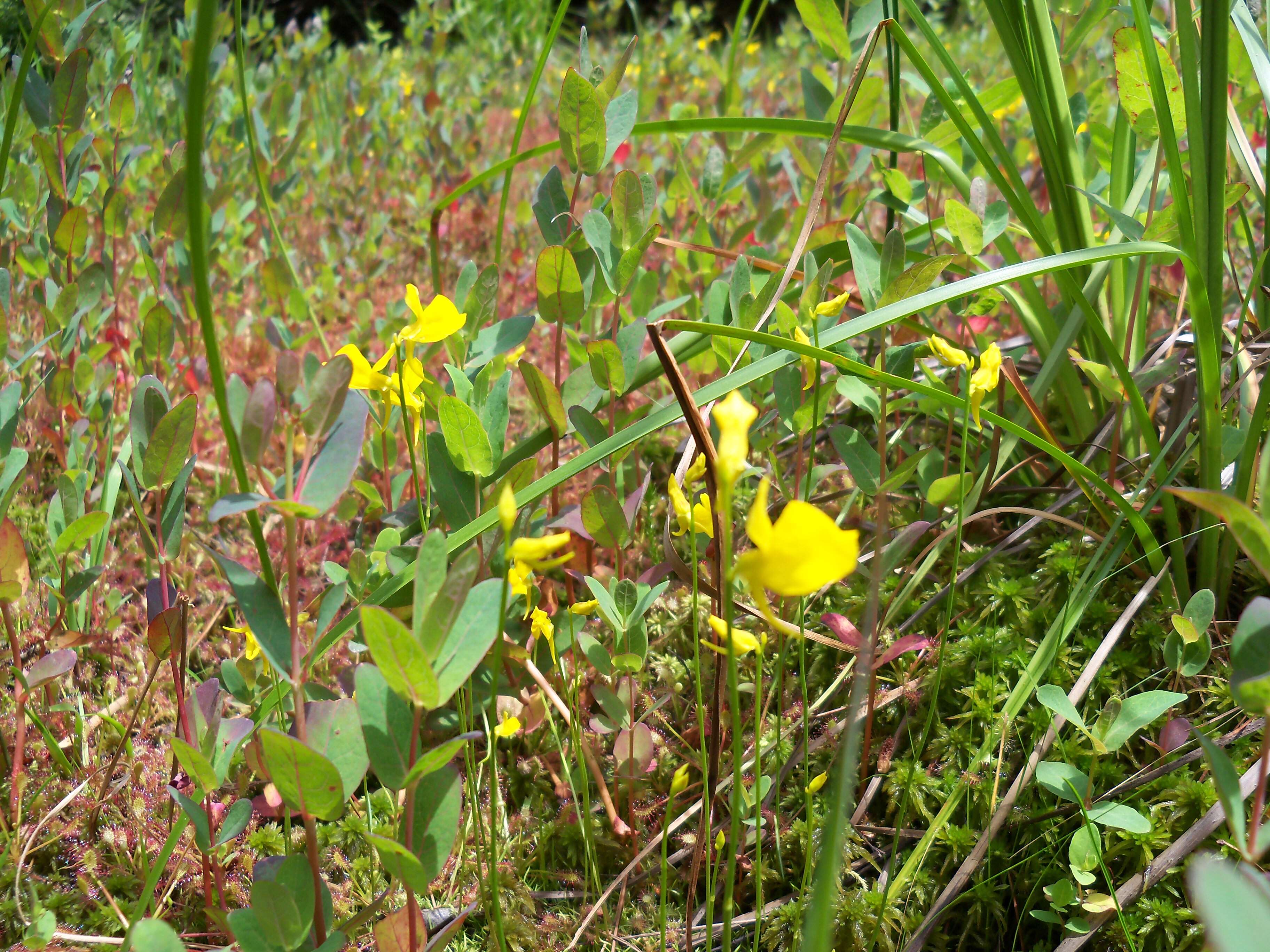 Image of horned bladderwort