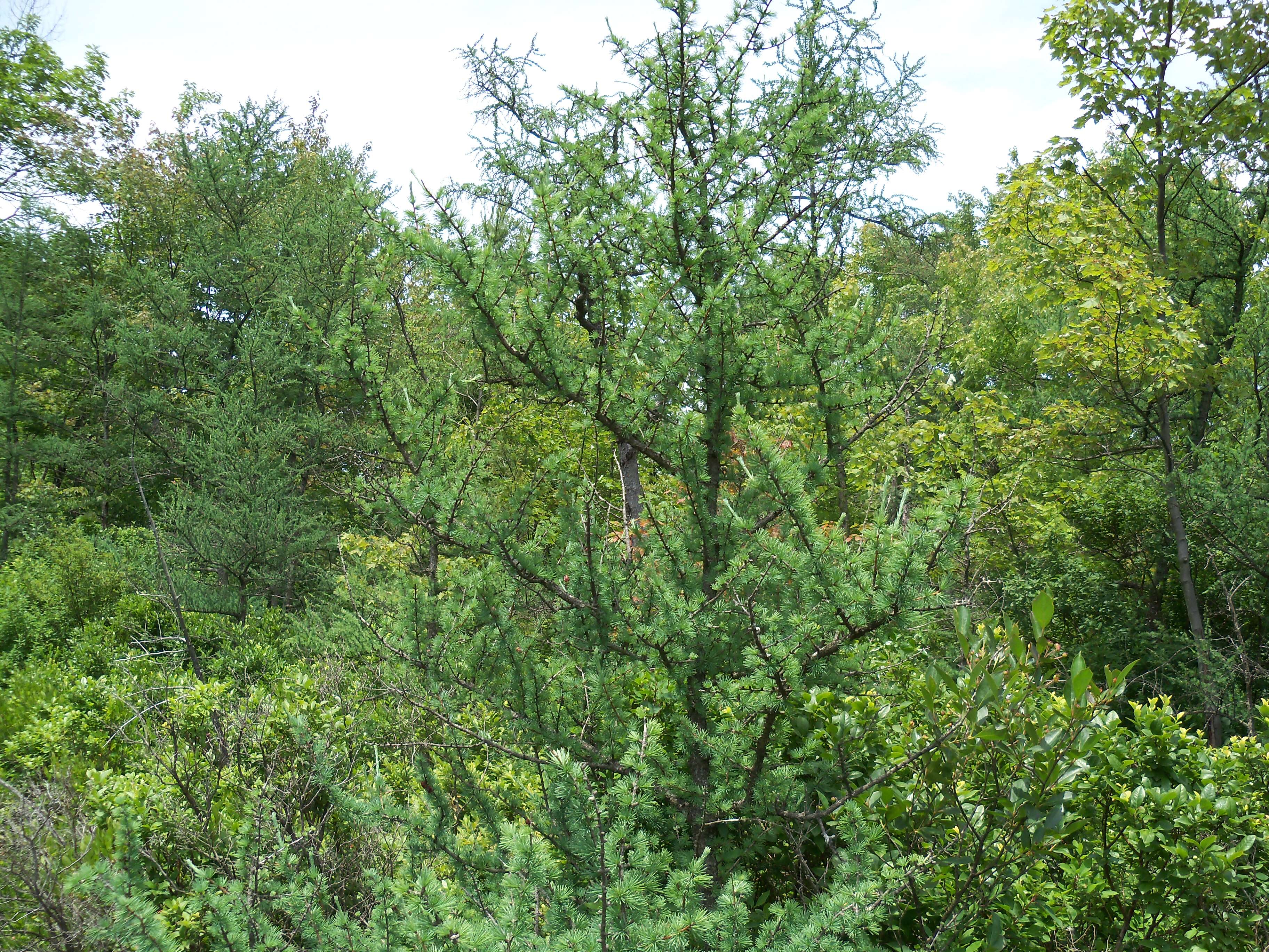 Image of American Larch