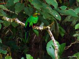 Image de Quetzal doré