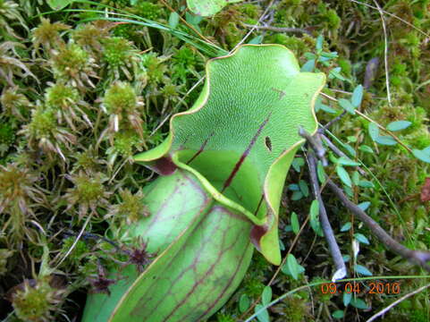 Image of purple pitcherplant