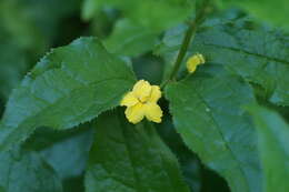 Image of Hop Goodenia