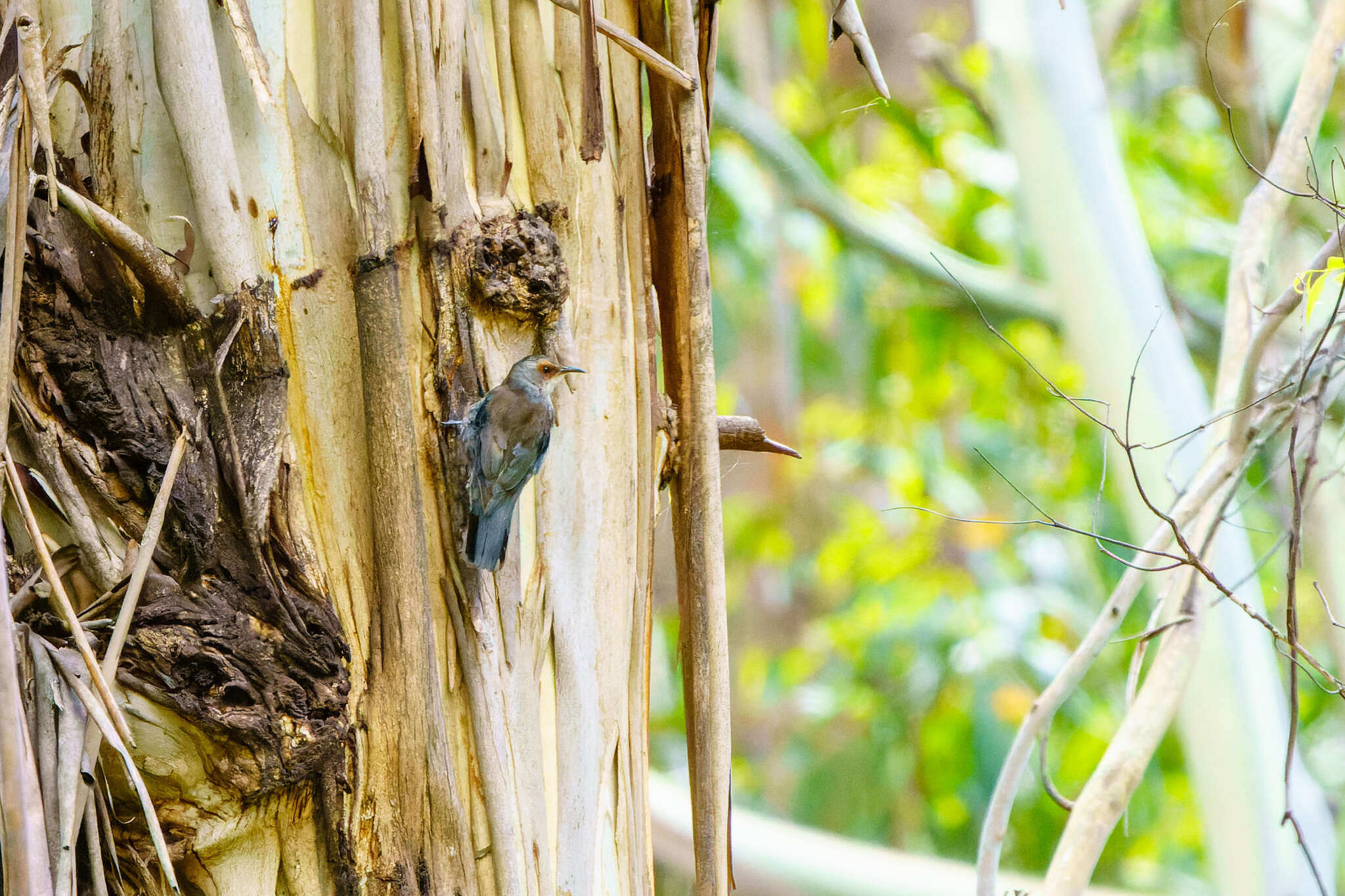 Image of Red-browed Treecreeper