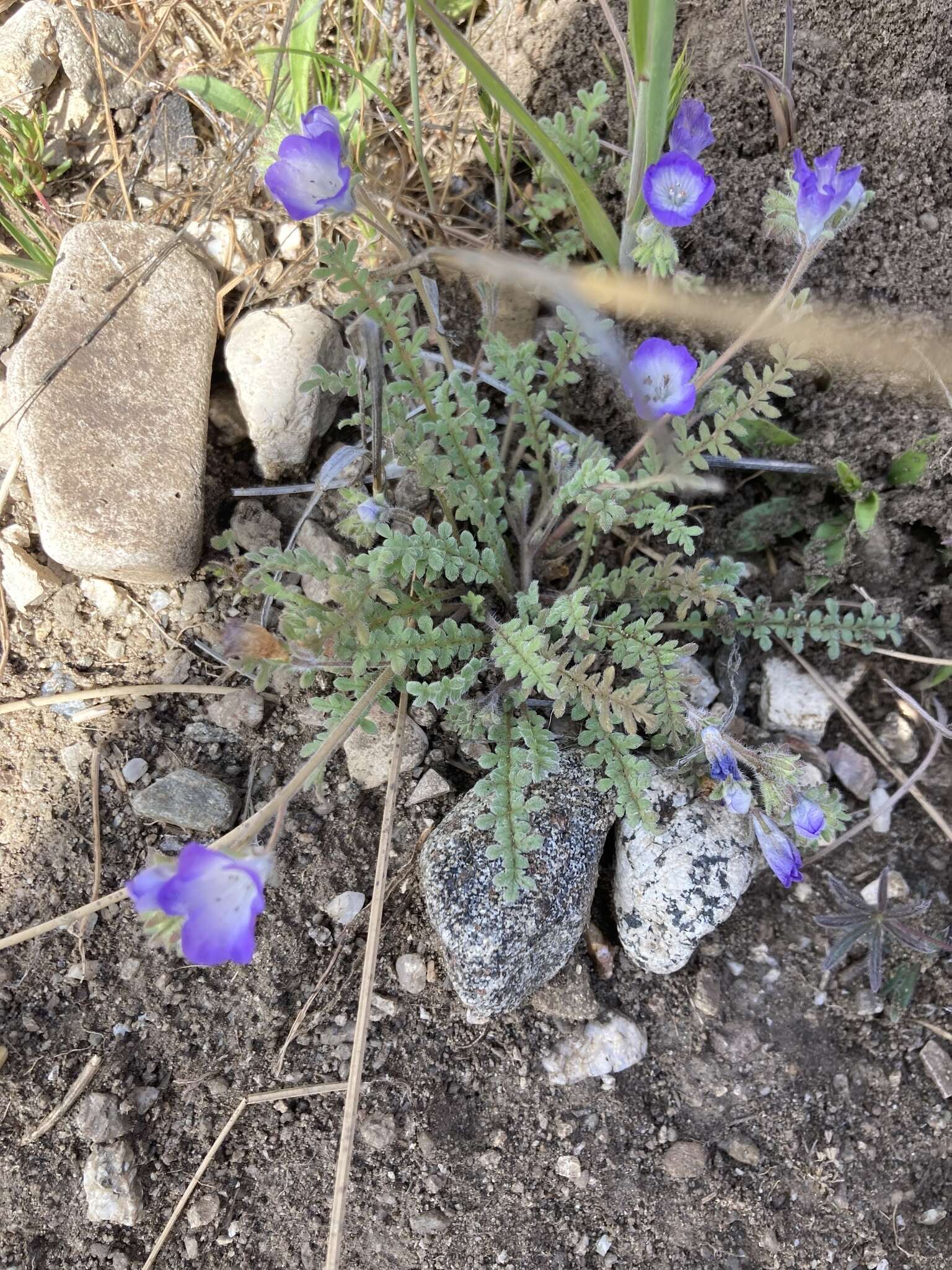 Image of Douglas' phacelia