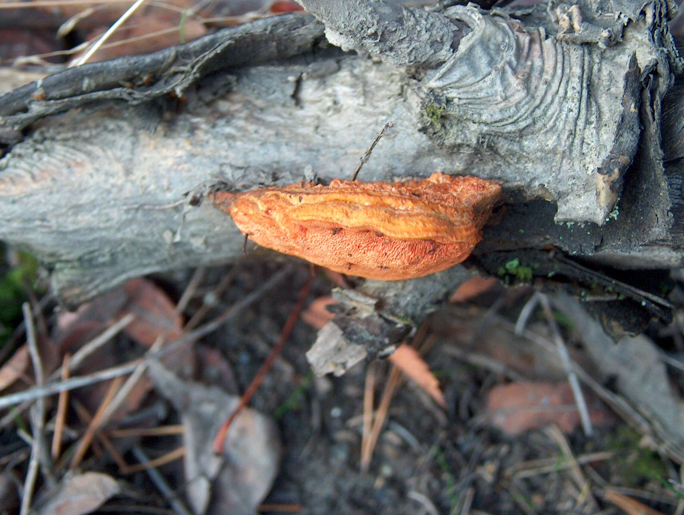 Imagem de Pycnoporus cinnabarinus (Jacq.) P. Karst. 1881