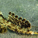 Image of Orange and black dragonet