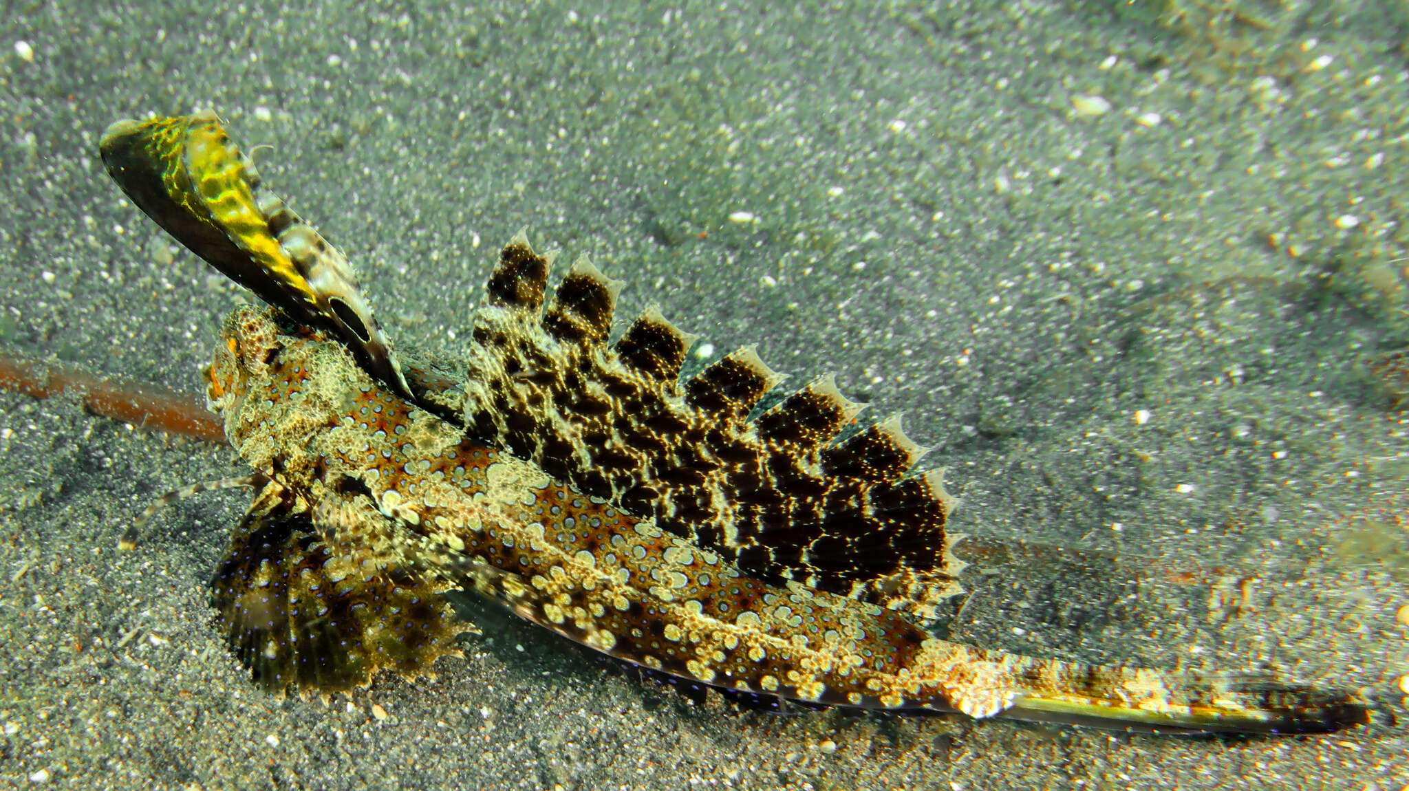 Image of Orange and black dragonet