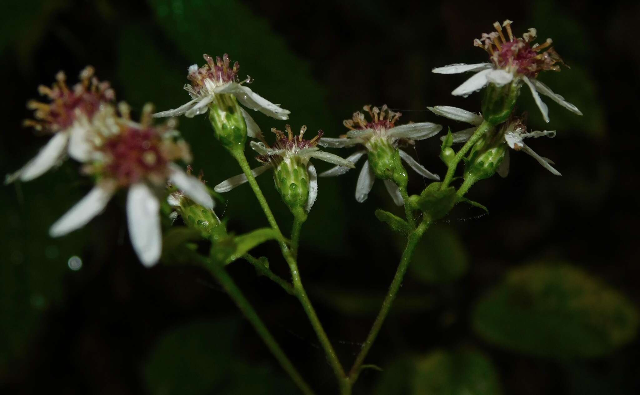 Image of mountain aster