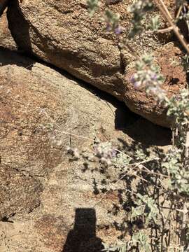 Image of Banded Rock Lizard