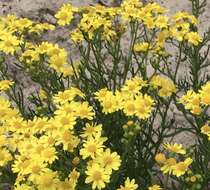 Image of Senecio pinnatifolius var. maritimus (Ali) I. Thomps.