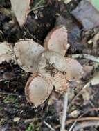 Image of Red-brown Earthstar