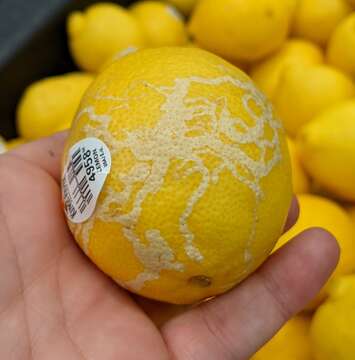 Image of Citrus Peelminer