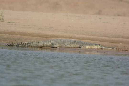 Image of Gharials