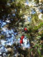 Image de Pittosporum bicolor Hook.