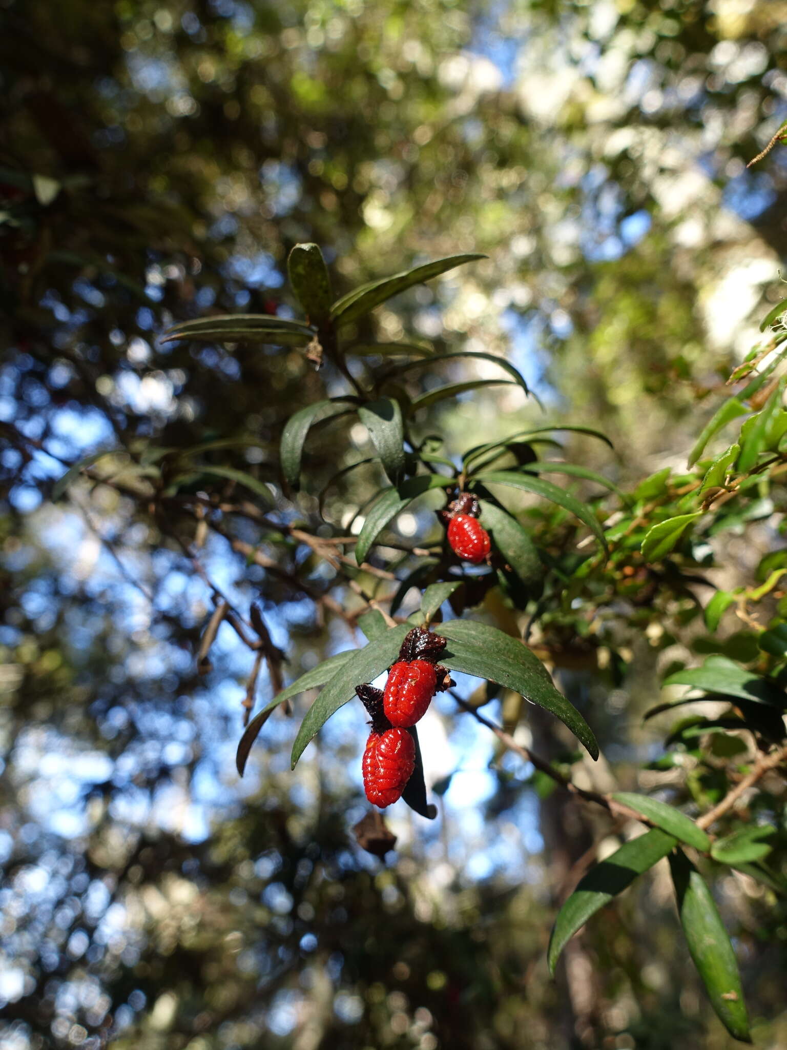 Image de Pittosporum bicolor Hook.