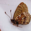 Image of Dingy Fritillary