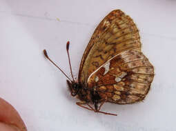 Image of Dingy Fritillary